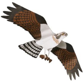 osprey